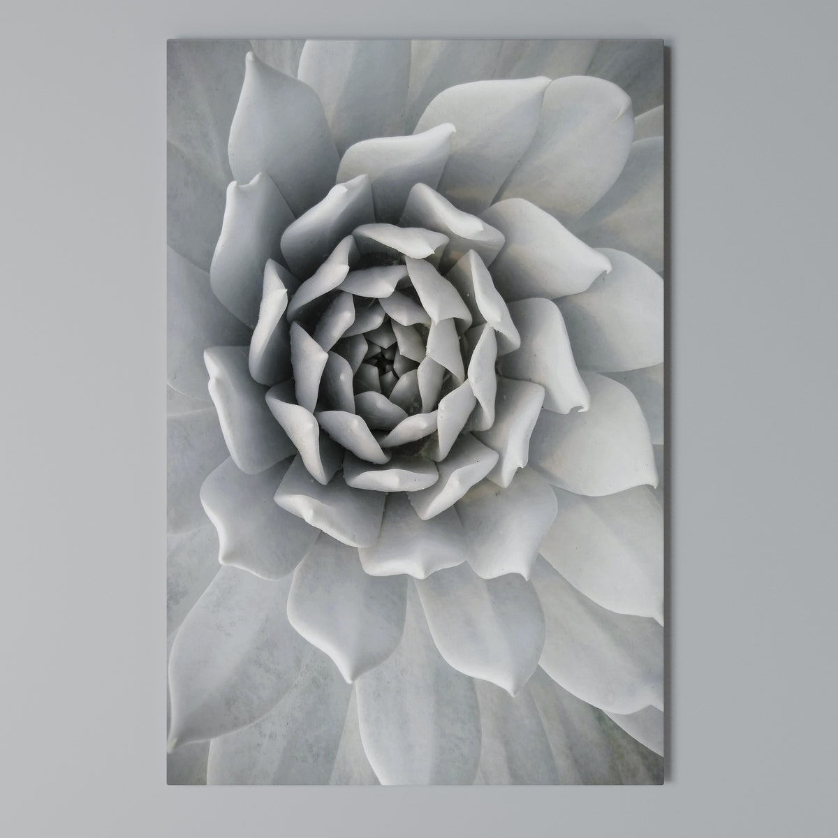 ELEGANT PETAL SWIRL Cuadro en lienzo vertical