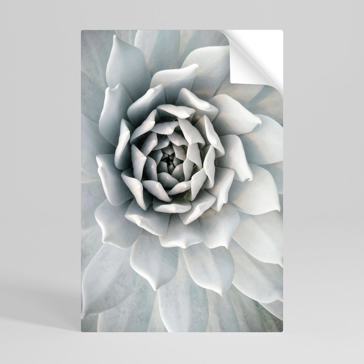 ELEGANT PETAL SWIRL Póster adhesivo vertical