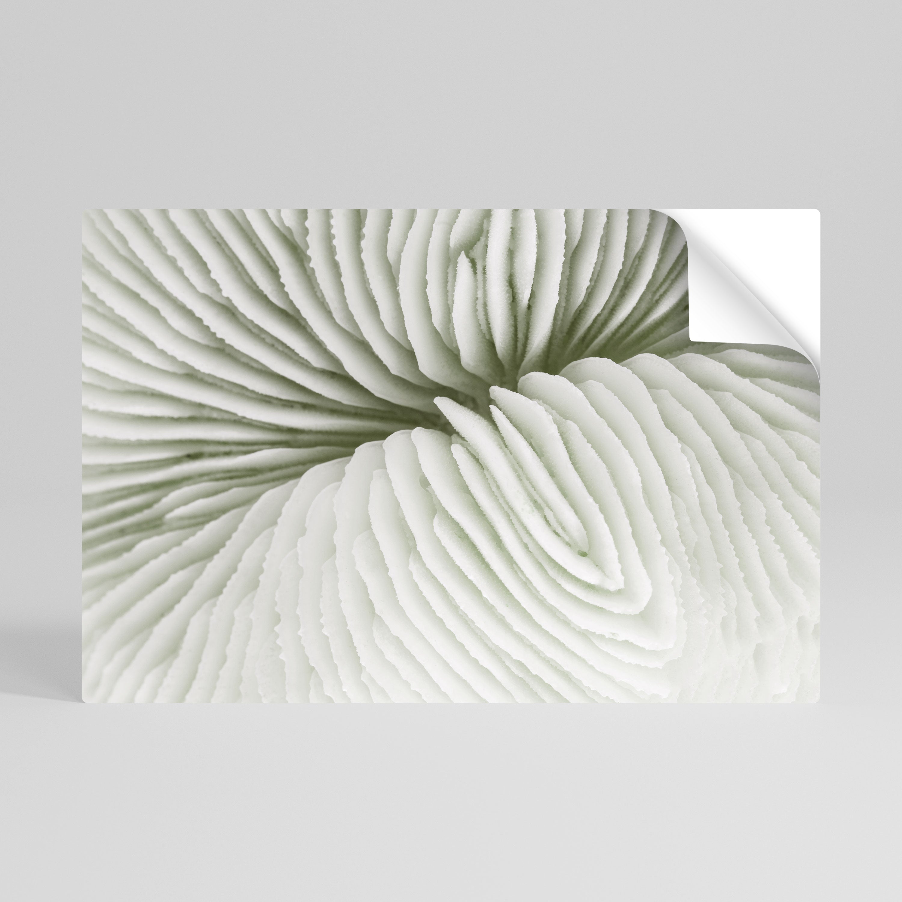 Póster horizontal autoadhesivo SIMETRÍA DE LA NATURALEZA