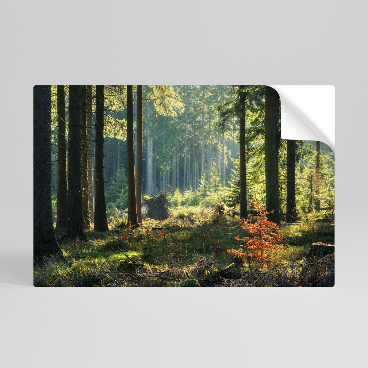 SUNLIT FOREST SERENADE Póster adhesivo horizontal
