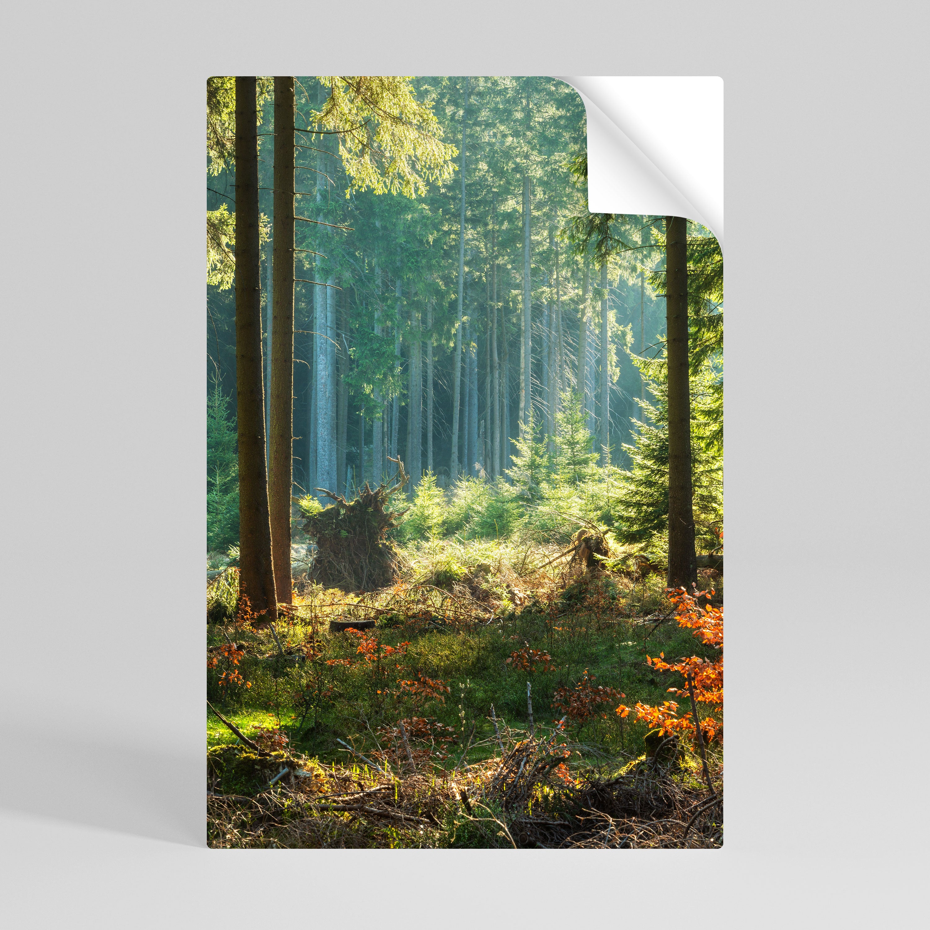 Póster vertical autoadhesivo "Serenata en el bosque iluminado por el sol"
