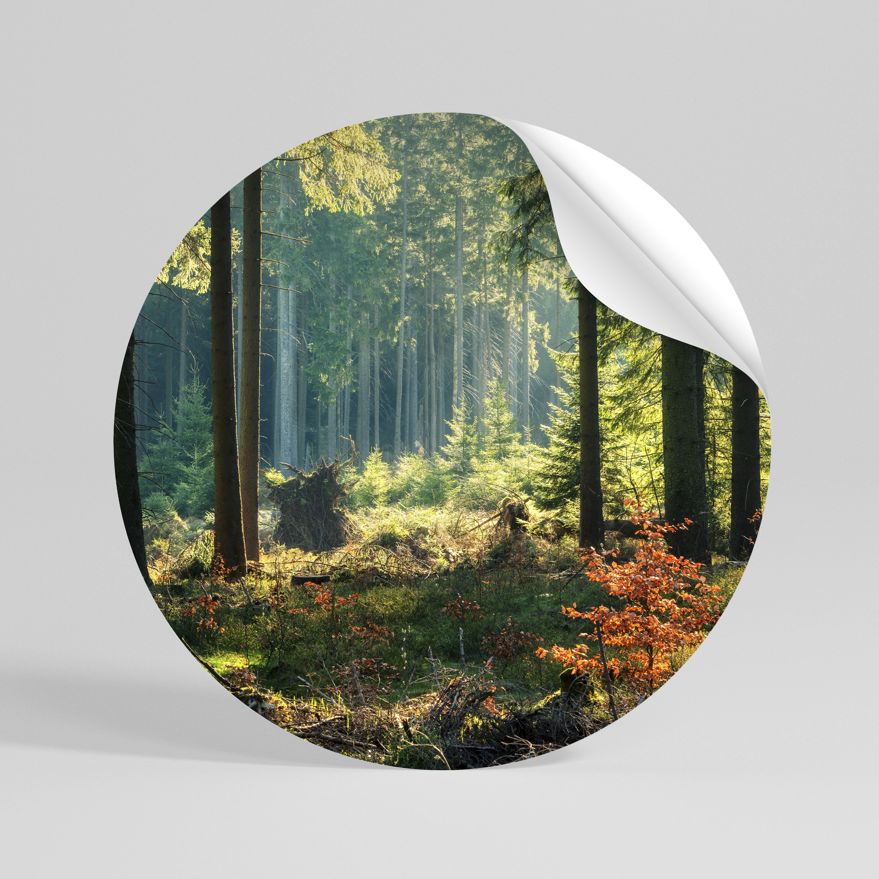 SUNLIT FOREST SERENADE Peel and Stick Round Sticker