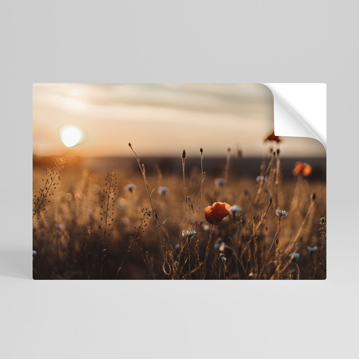 GLOWING MEADOWS AT DUSK Póster adhesivo horizontal