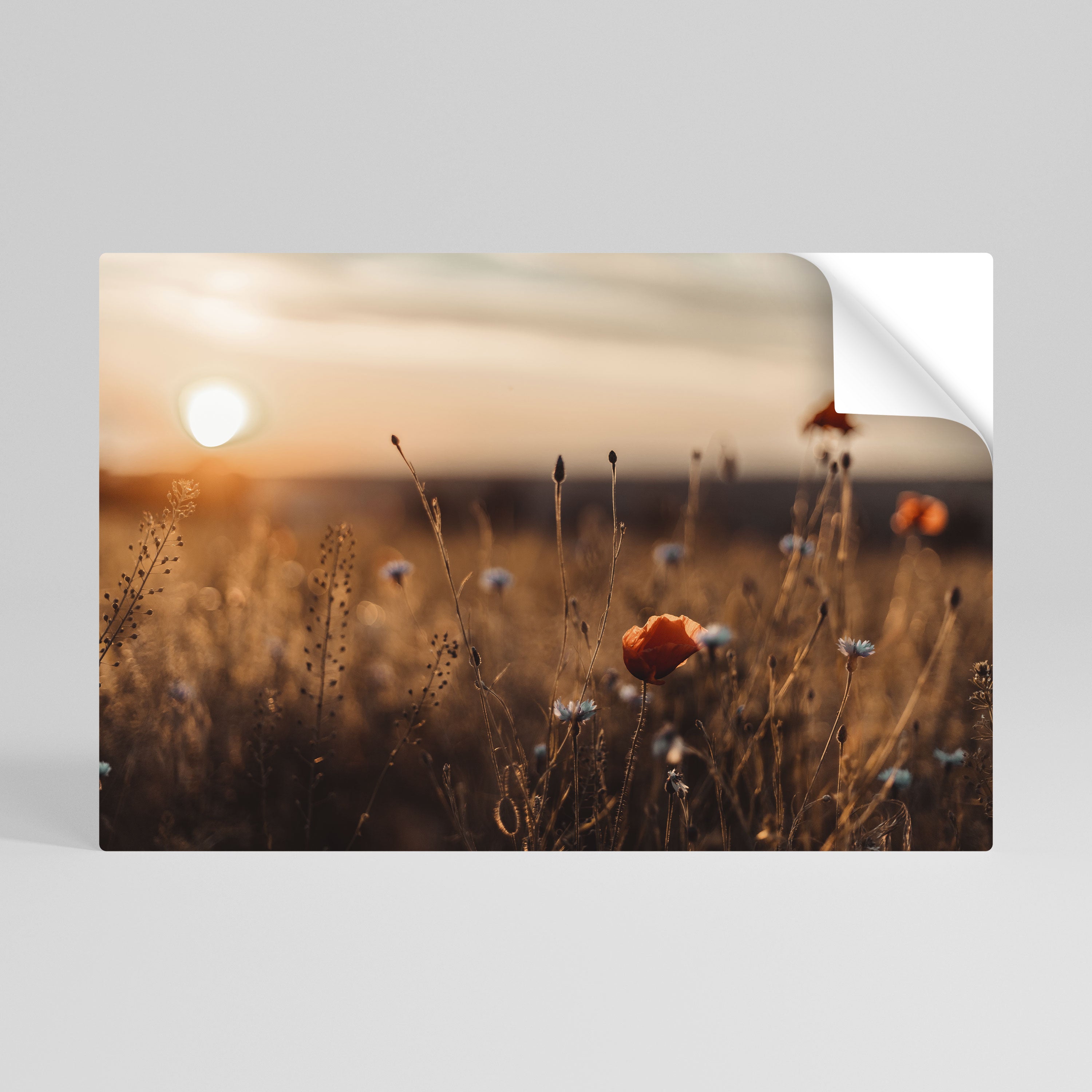 GLOWING MEADOWS AT DUSK Póster adhesivo horizontal