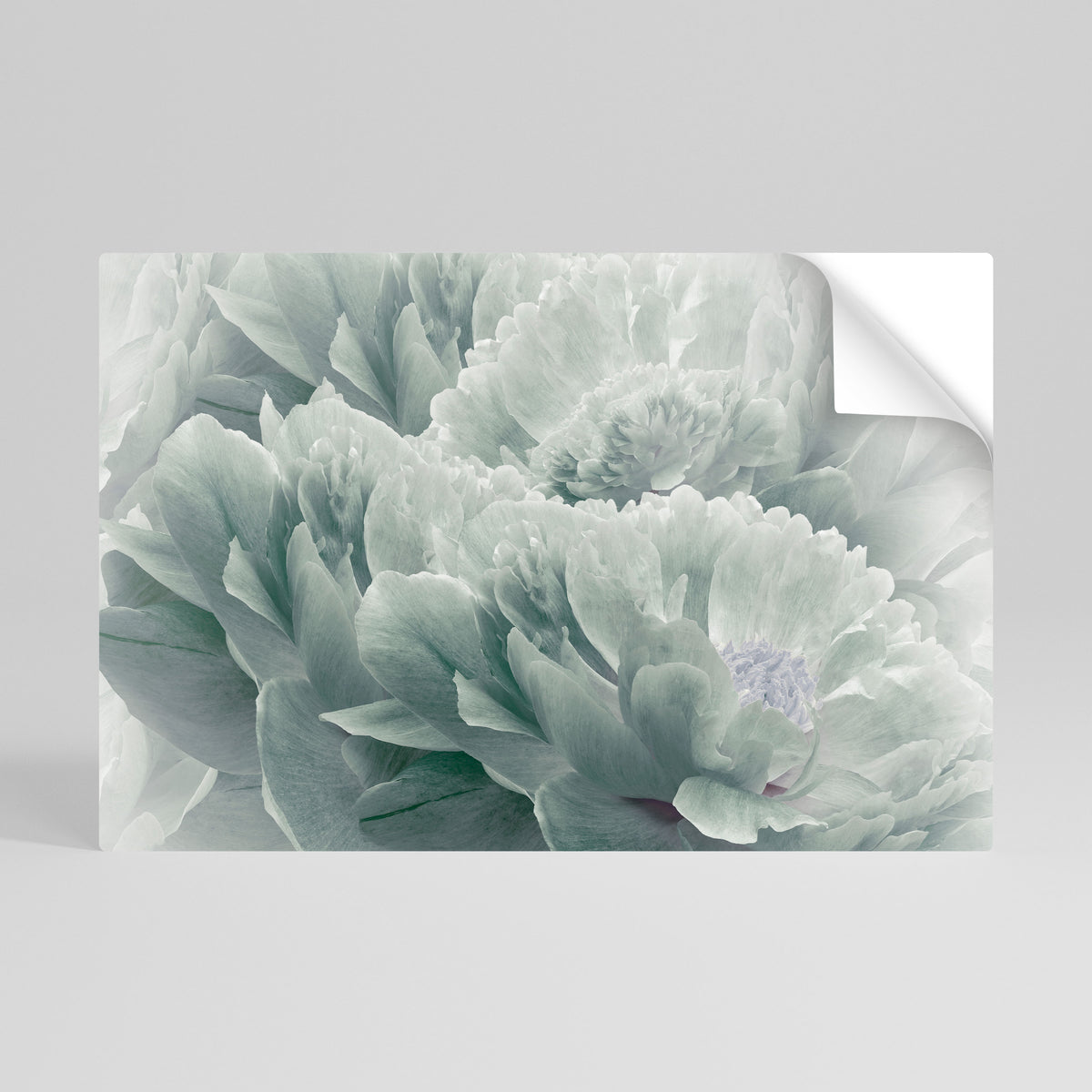 TREE PEONIES Póster adhesivo horizontal