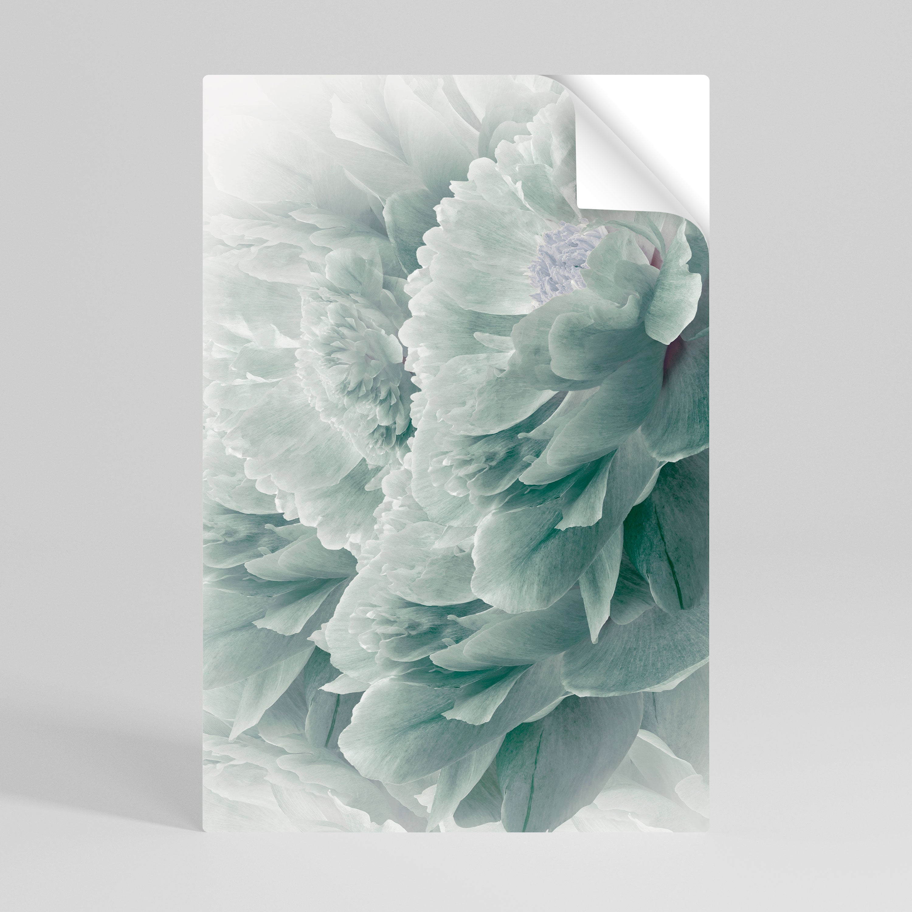 Póster vertical autoadhesivo de PEONÍAS DE ÁRBOL