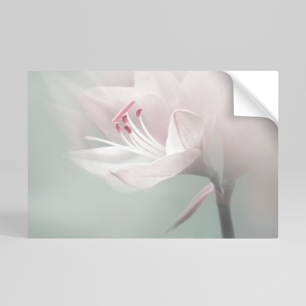 GENTLE LILY Póster adhesivo horizontal