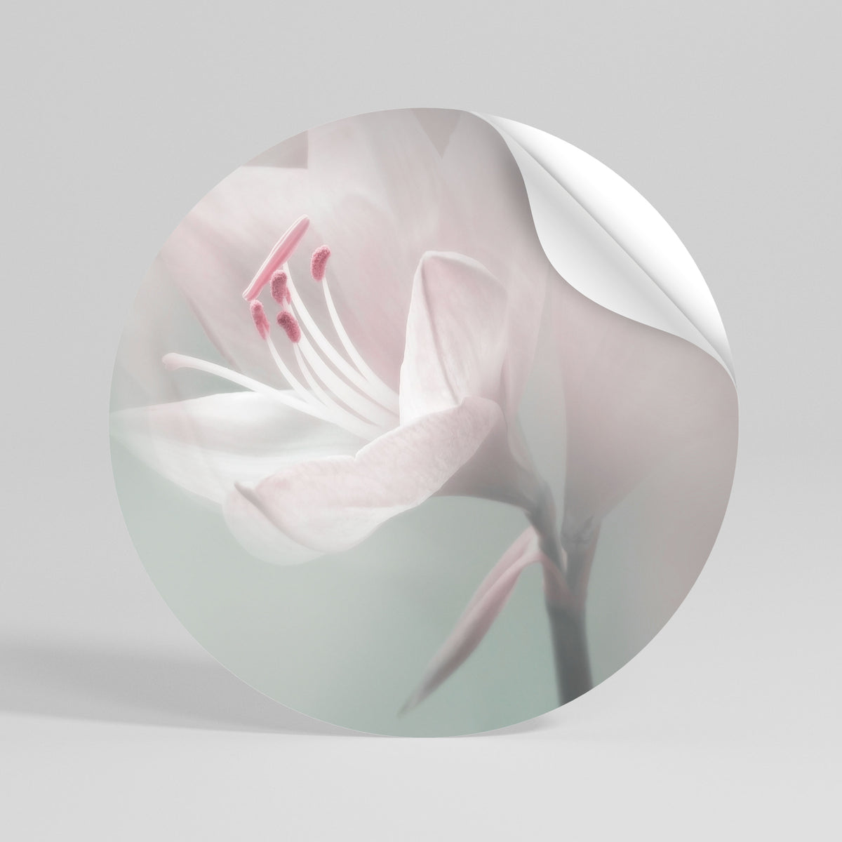 GENTLE LILY Vinilo adhesivo redondo