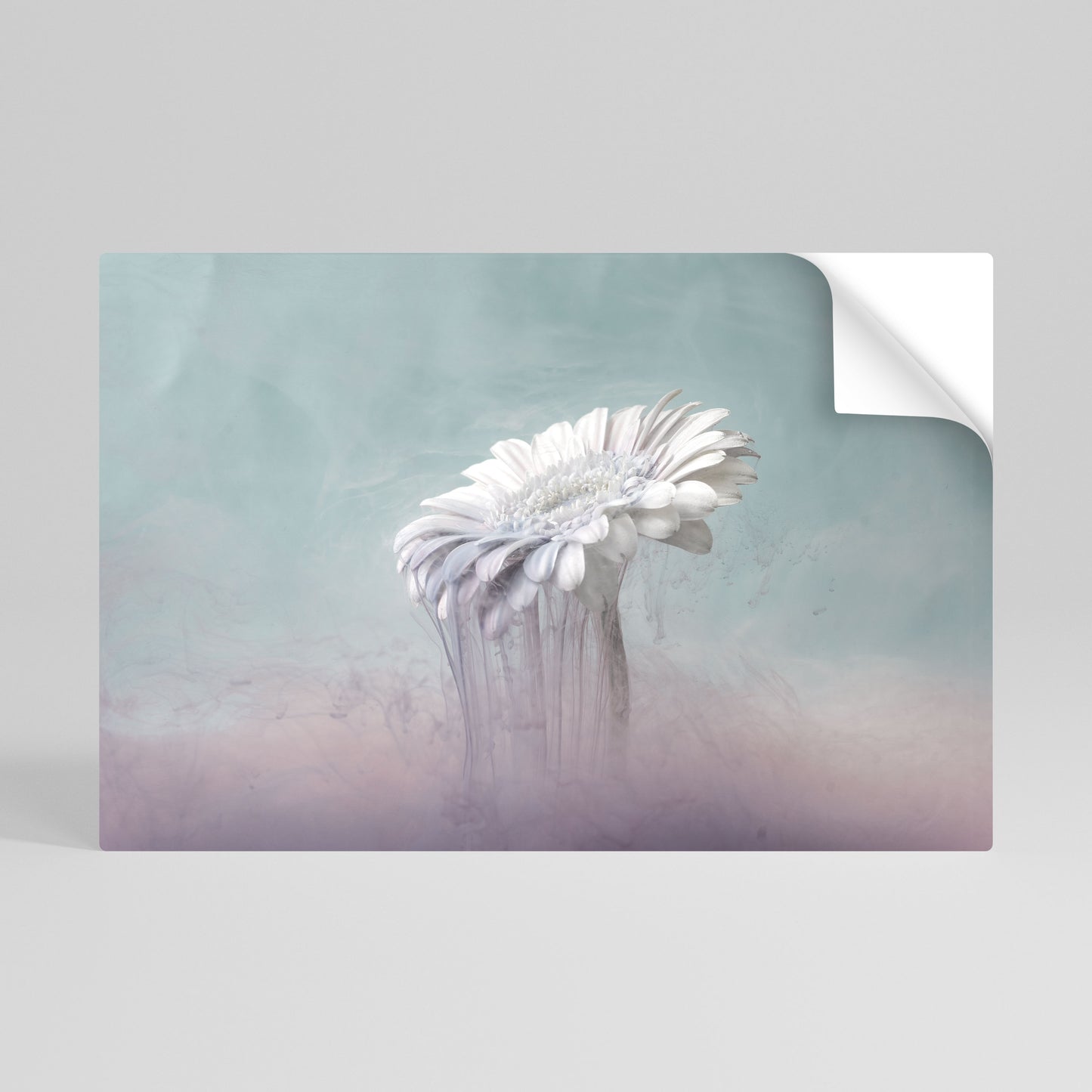 MELTING GERBERA Póster adhesivo horizontal
