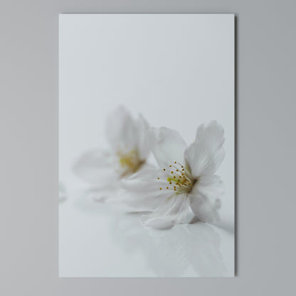 FLEETING WHITE PETALS Cuadro en lienzo vertical