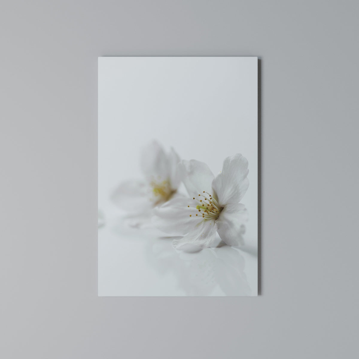FLEETING WHITE PETALS Cuadro en lienzo vertical