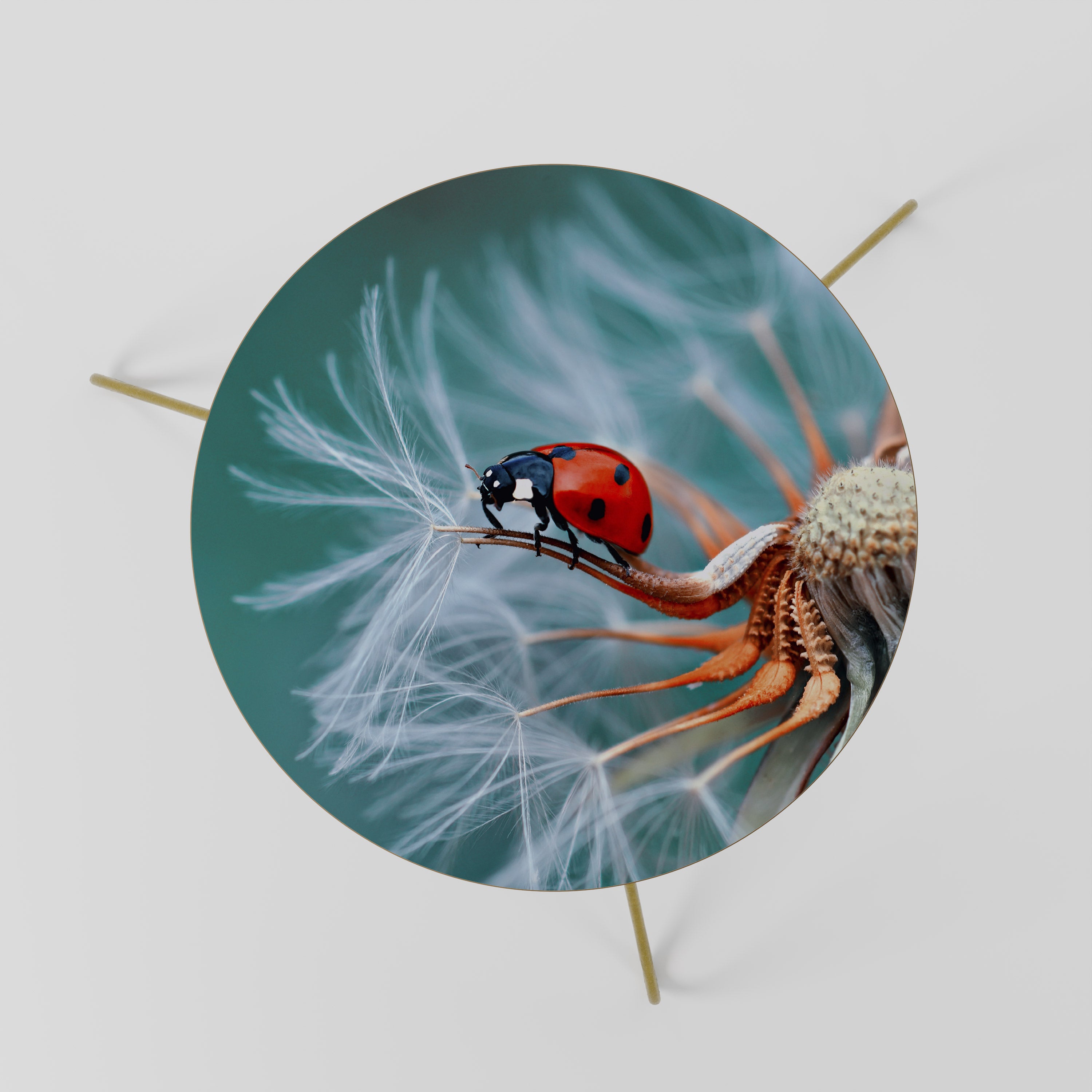 LADYBUG BALANCE Coffee Table 60