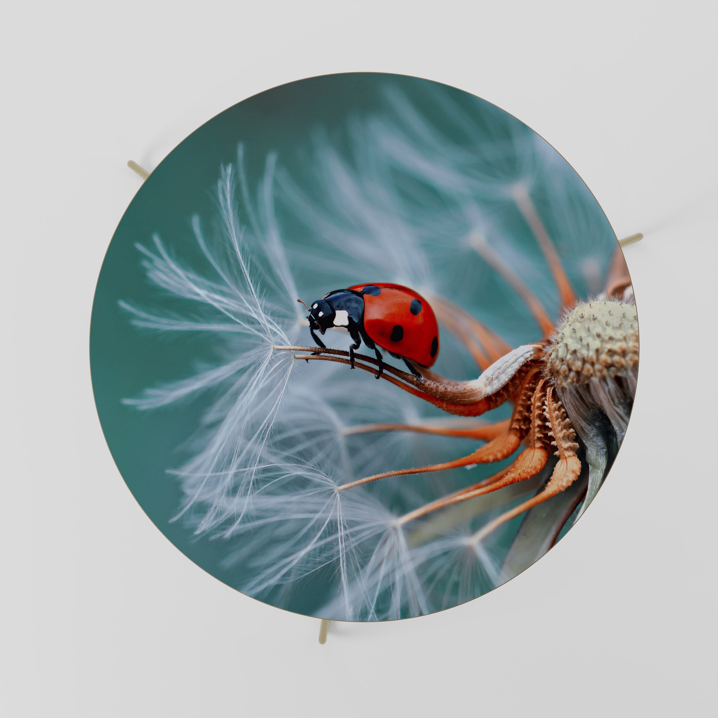 Mesa de centro LADYBUG BALANCE 69