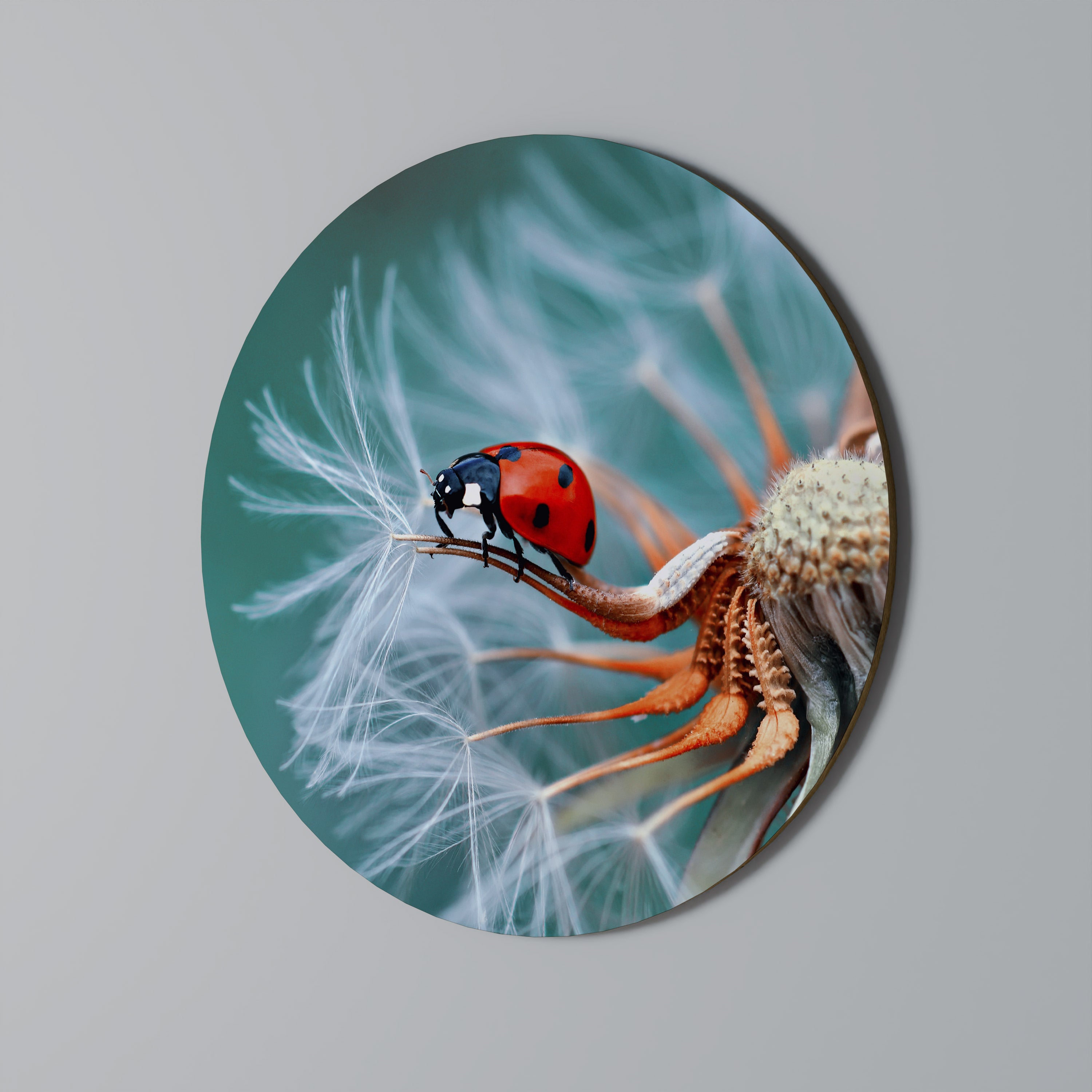Arte de pared redondo LADYBUG BALANCE
