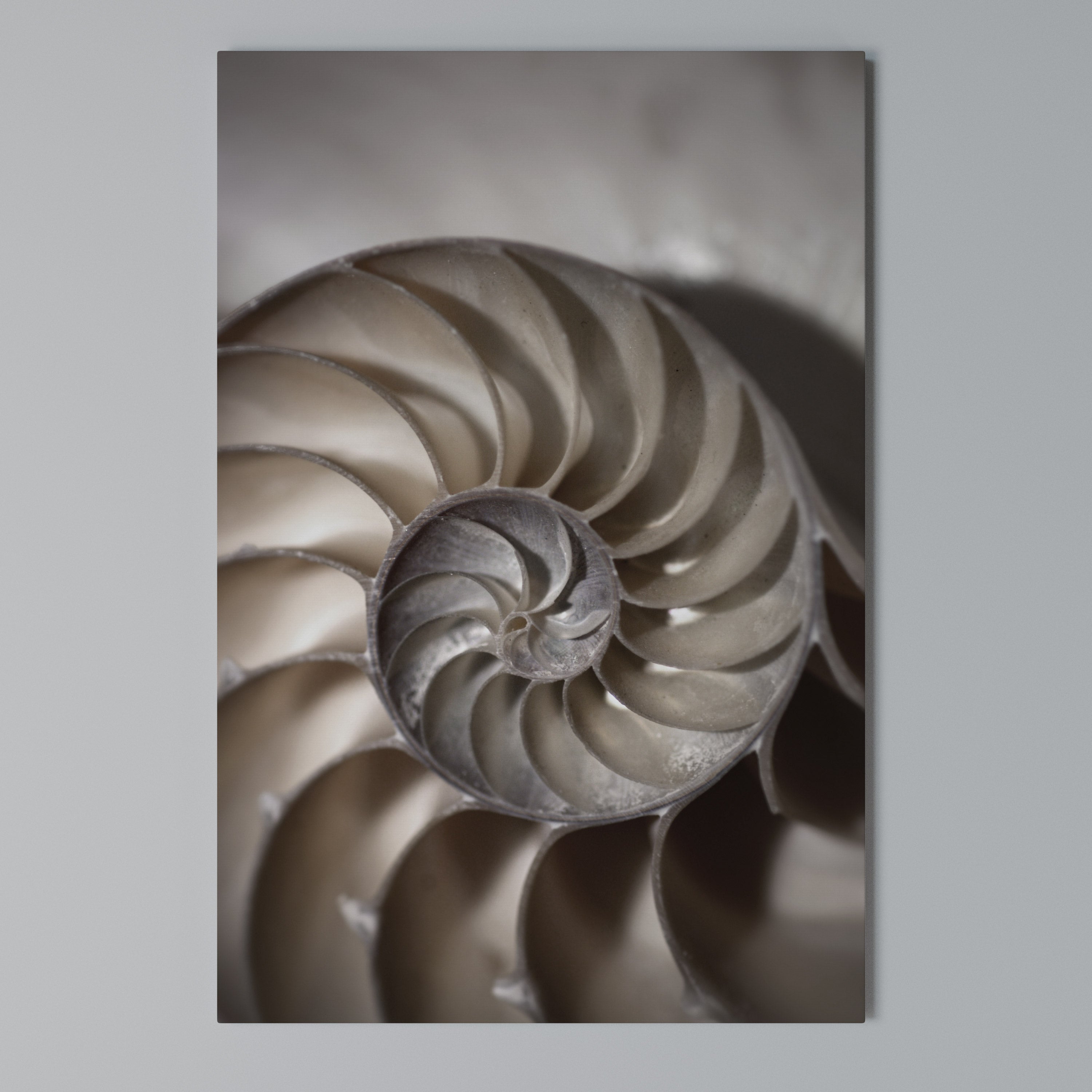 WHISPERS OF SHELLS Vertical Canvas Print