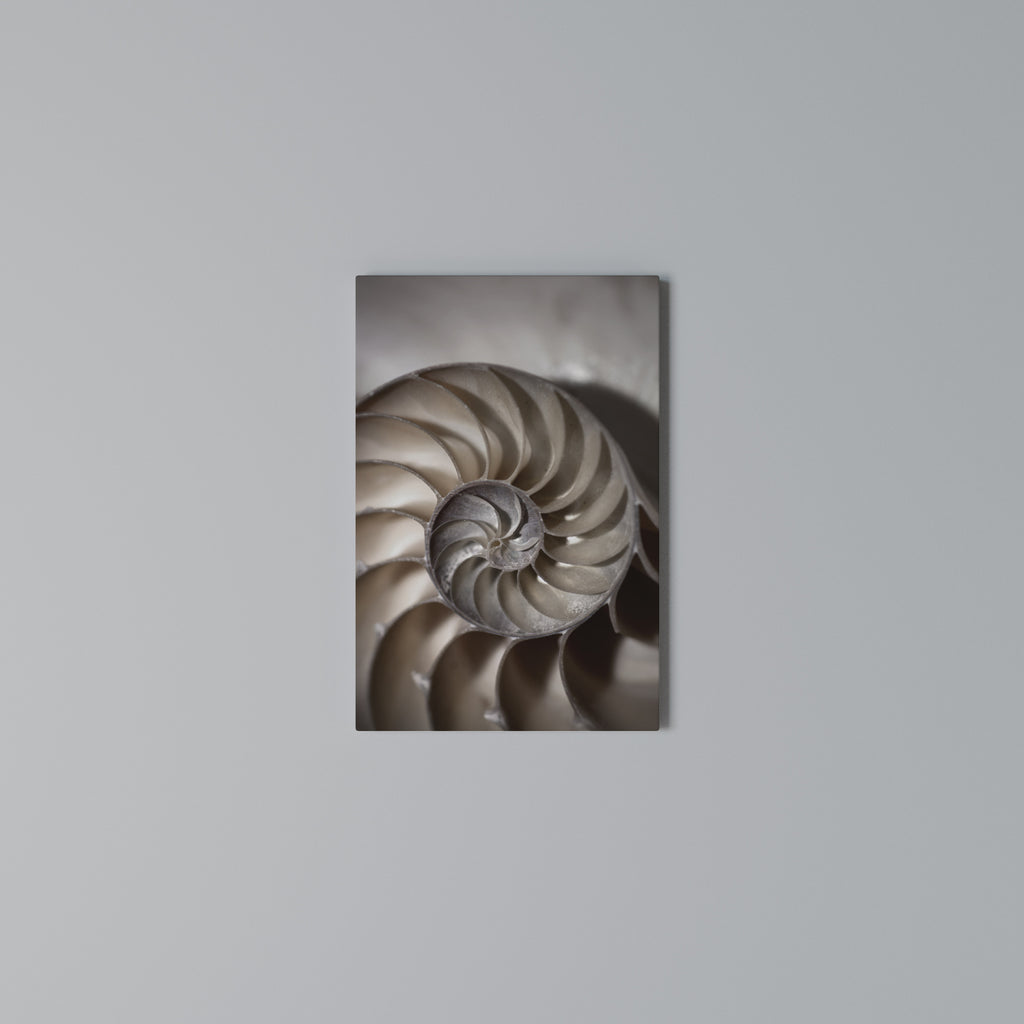 WHISPERS OF SHELLS Cuadro en lienzo vertical