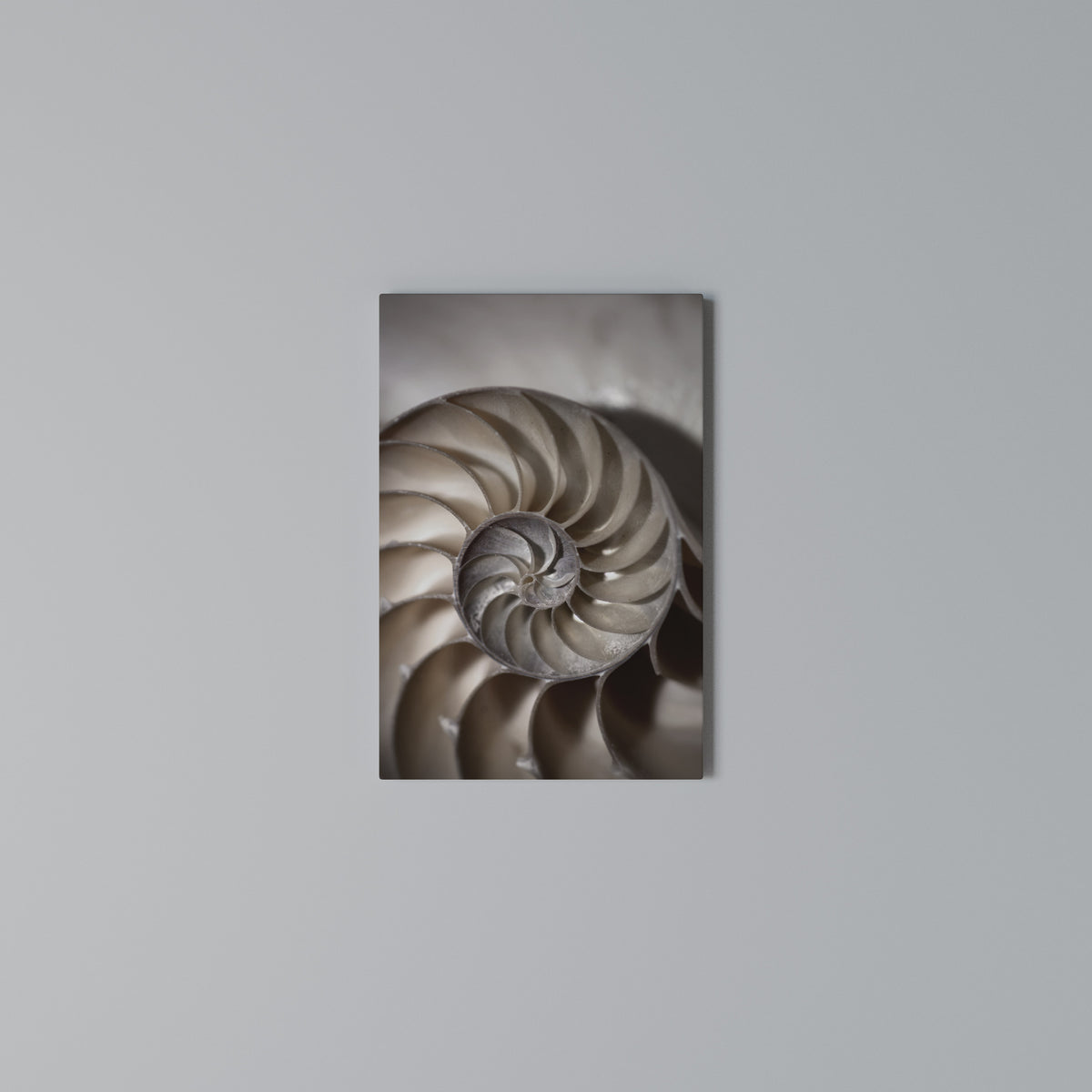 WHISPERS OF SHELLS Vertical Canvas Print