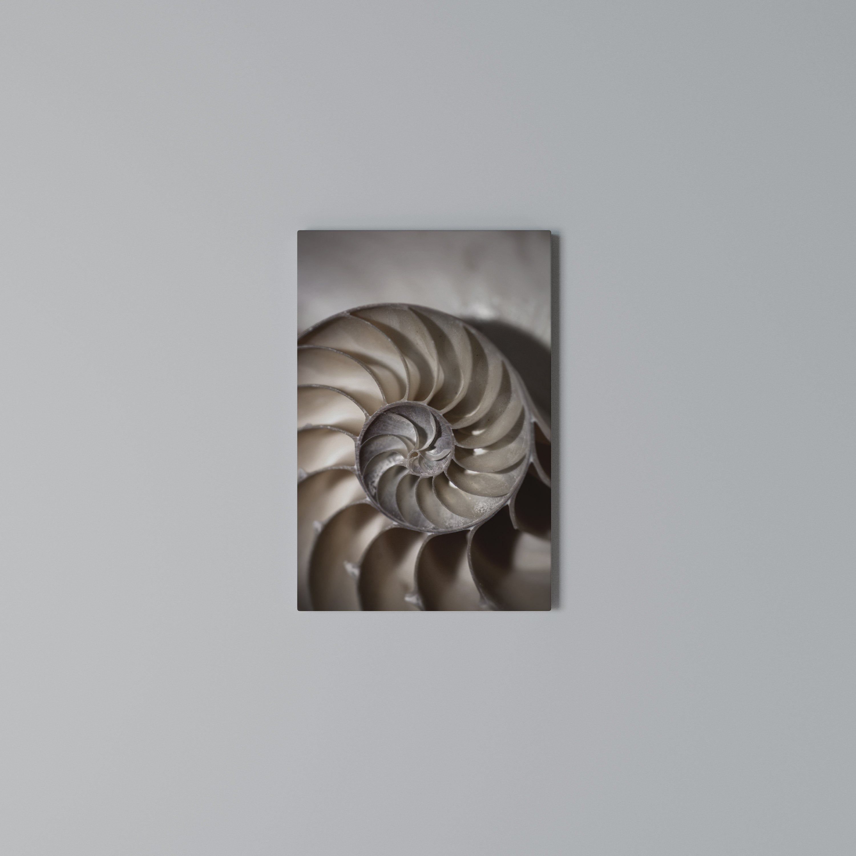WHISPERS OF SHELLS Cuadro en lienzo vertical