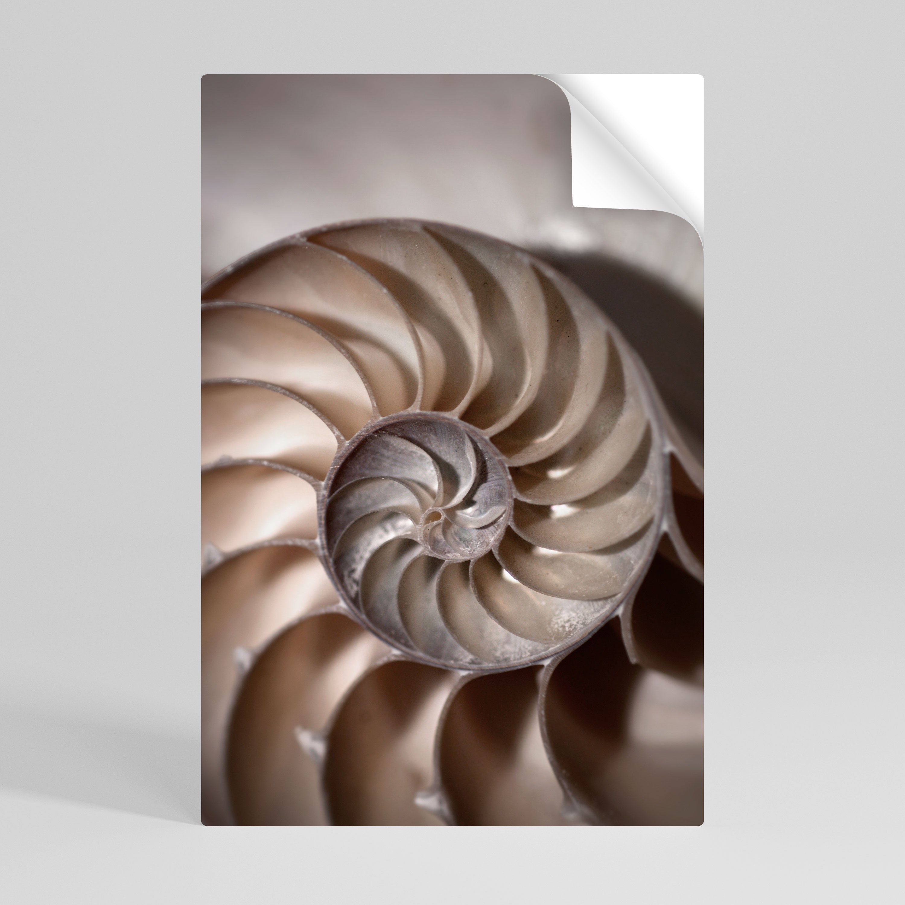 Susurros de conchas Póster vertical autoadhesivo