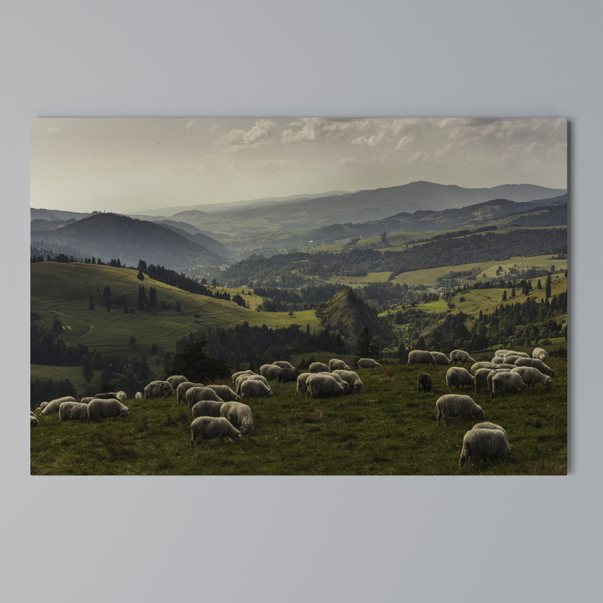 SHEEP IN SERENITY Cuadro en lienzo horizontal