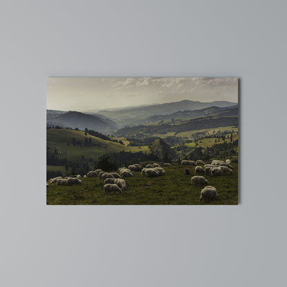 SHEEP IN SERENITY Cuadro en lienzo horizontal