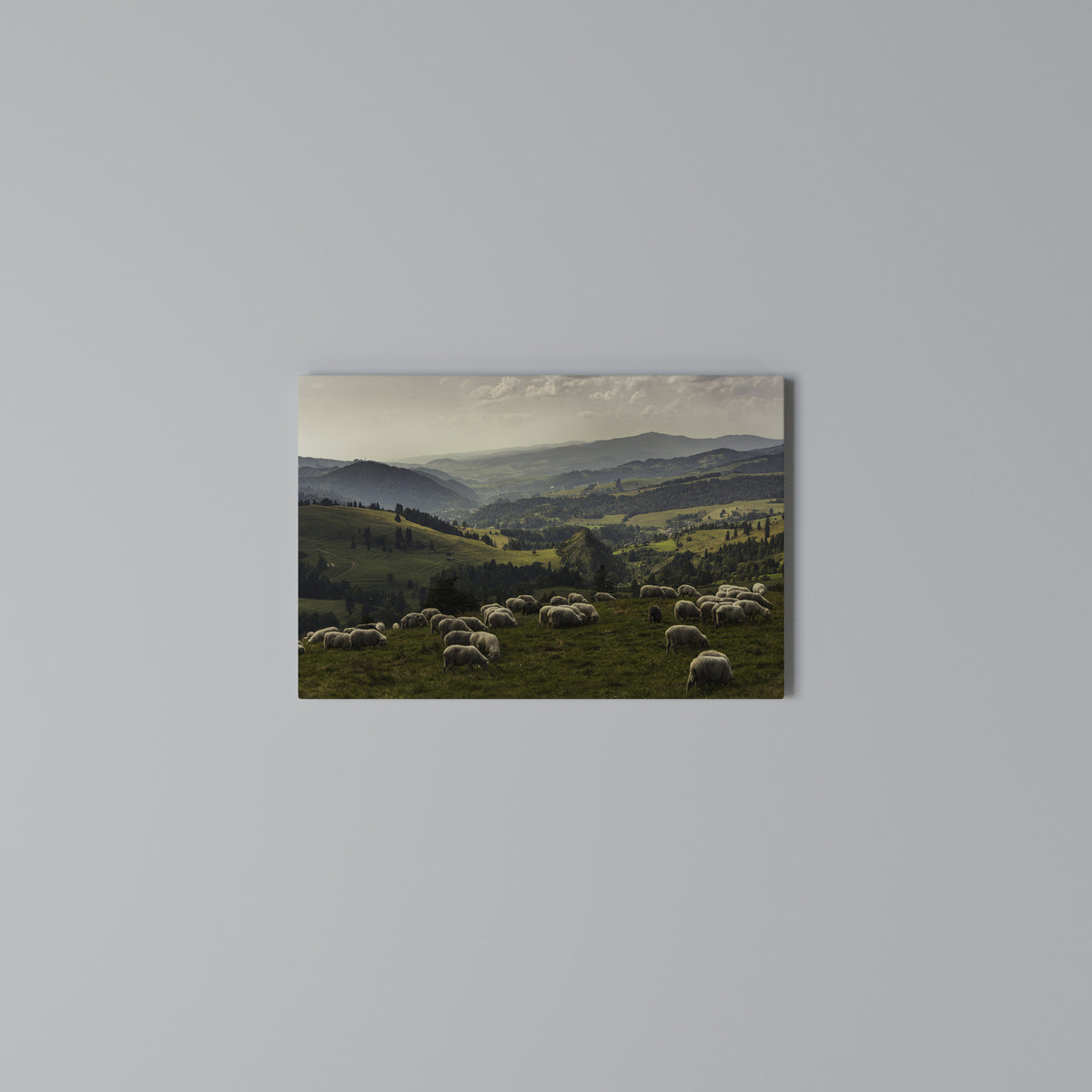 SHEEP IN SERENITY Cuadro en lienzo horizontal