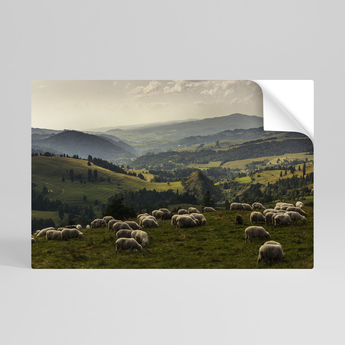 SHEEP IN SERENITY Póster adhesivo horizontal