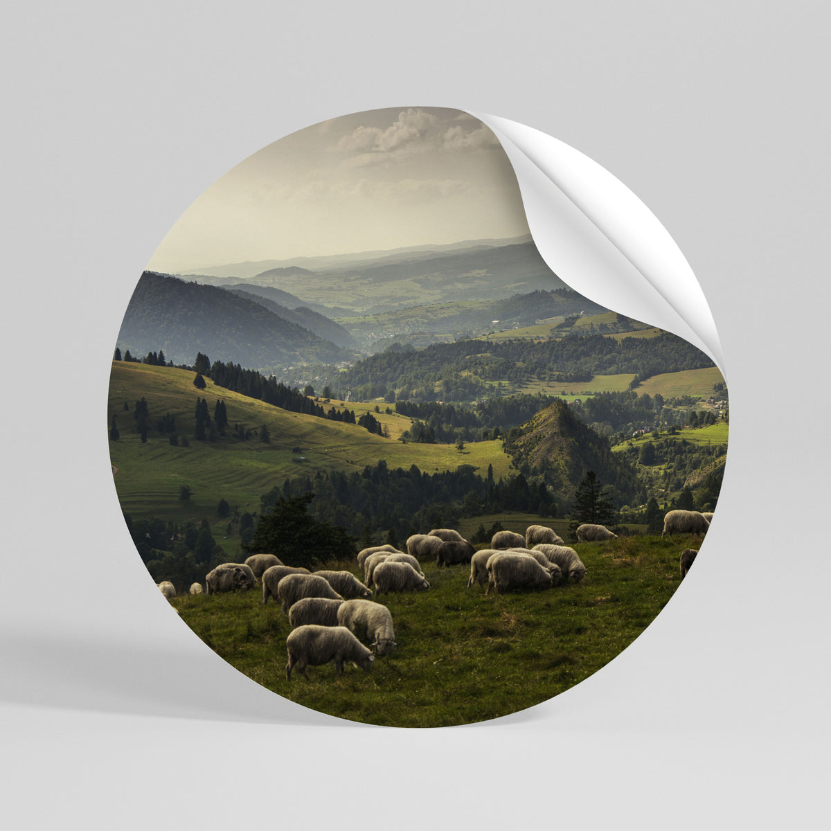 SHEEP IN SERENITY Vinilo adhesivo redondo