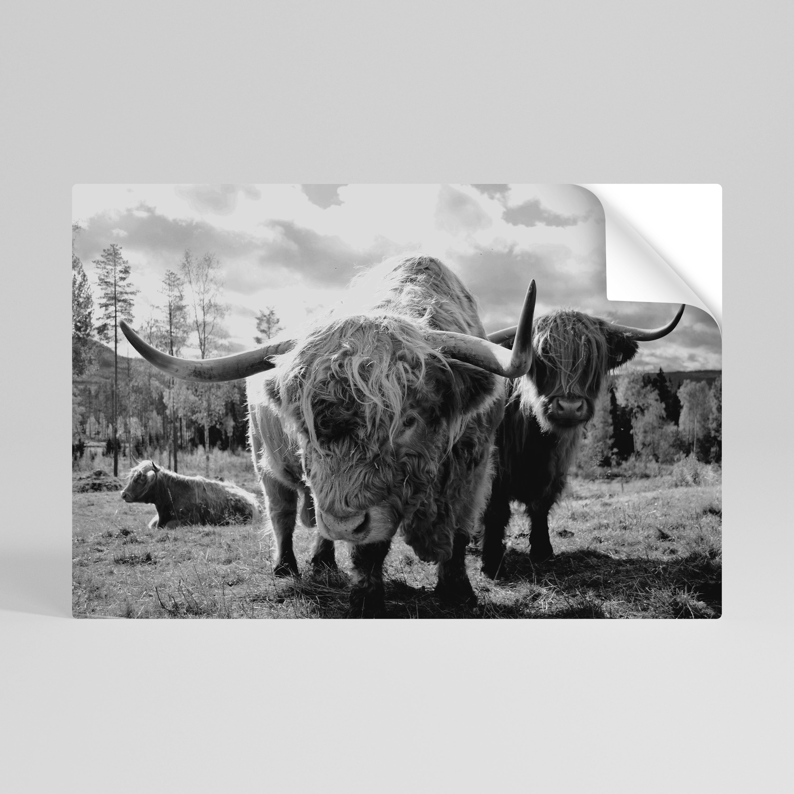 STILLNESS OF OLD SOULS Póster adhesivo horizontal