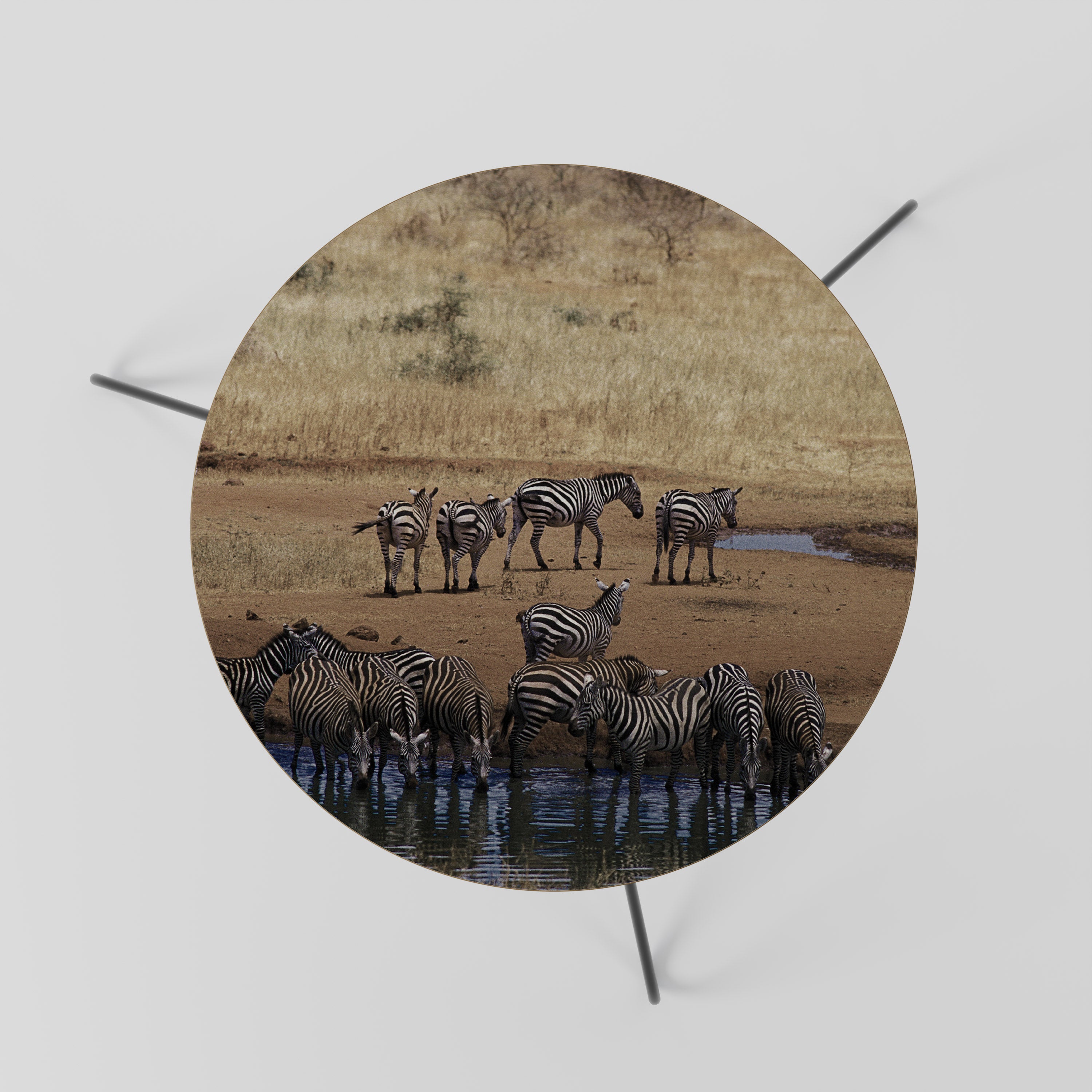 THE ZEBRA HARMONY Coffee Table 60
