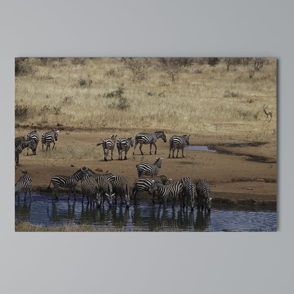 THE ZEBRA HARMONY Cuadro en lienzo horizontal