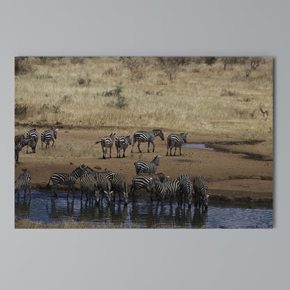 THE ZEBRA HARMONY Cuadro en lienzo horizontal