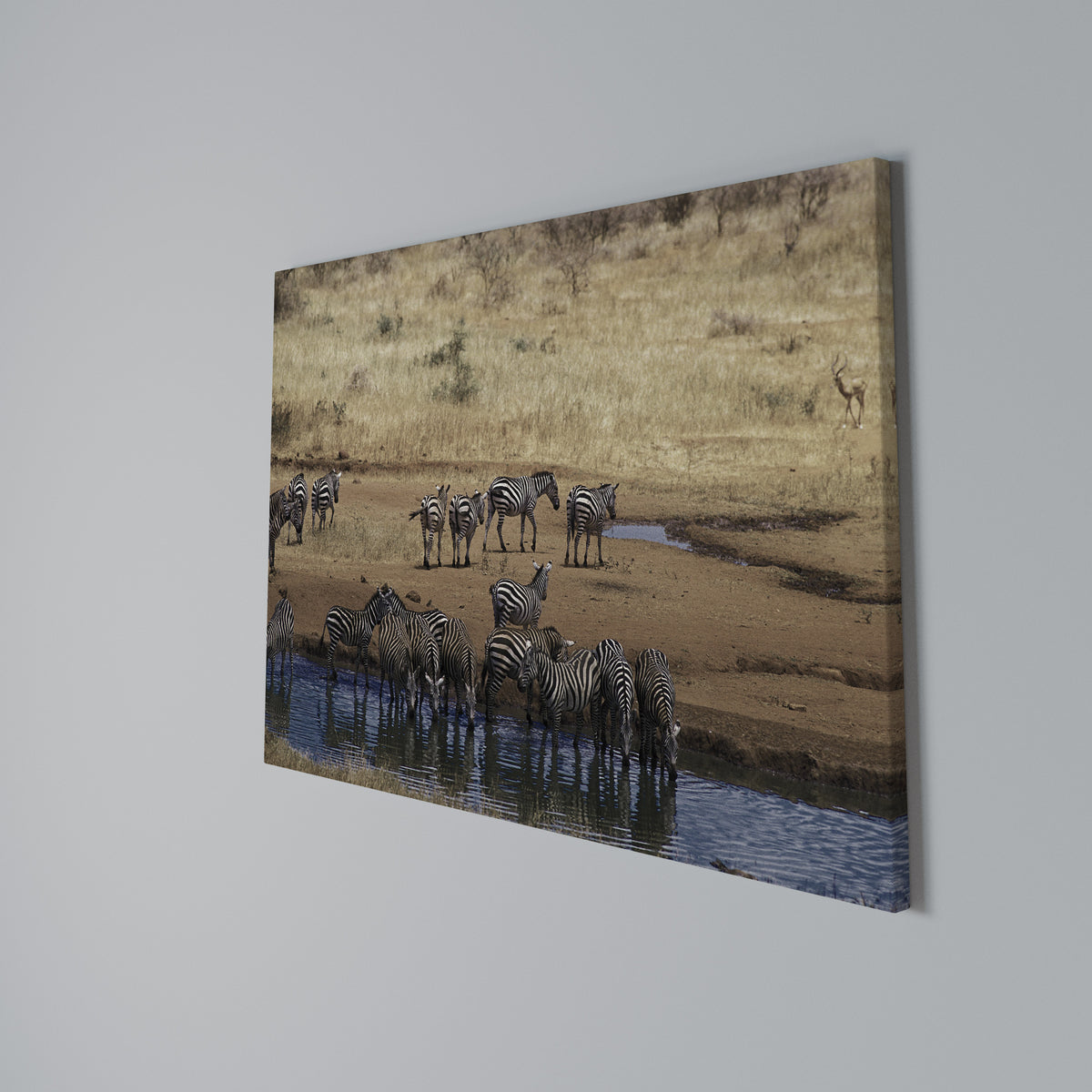 THE ZEBRA HARMONY Cuadro en lienzo horizontal