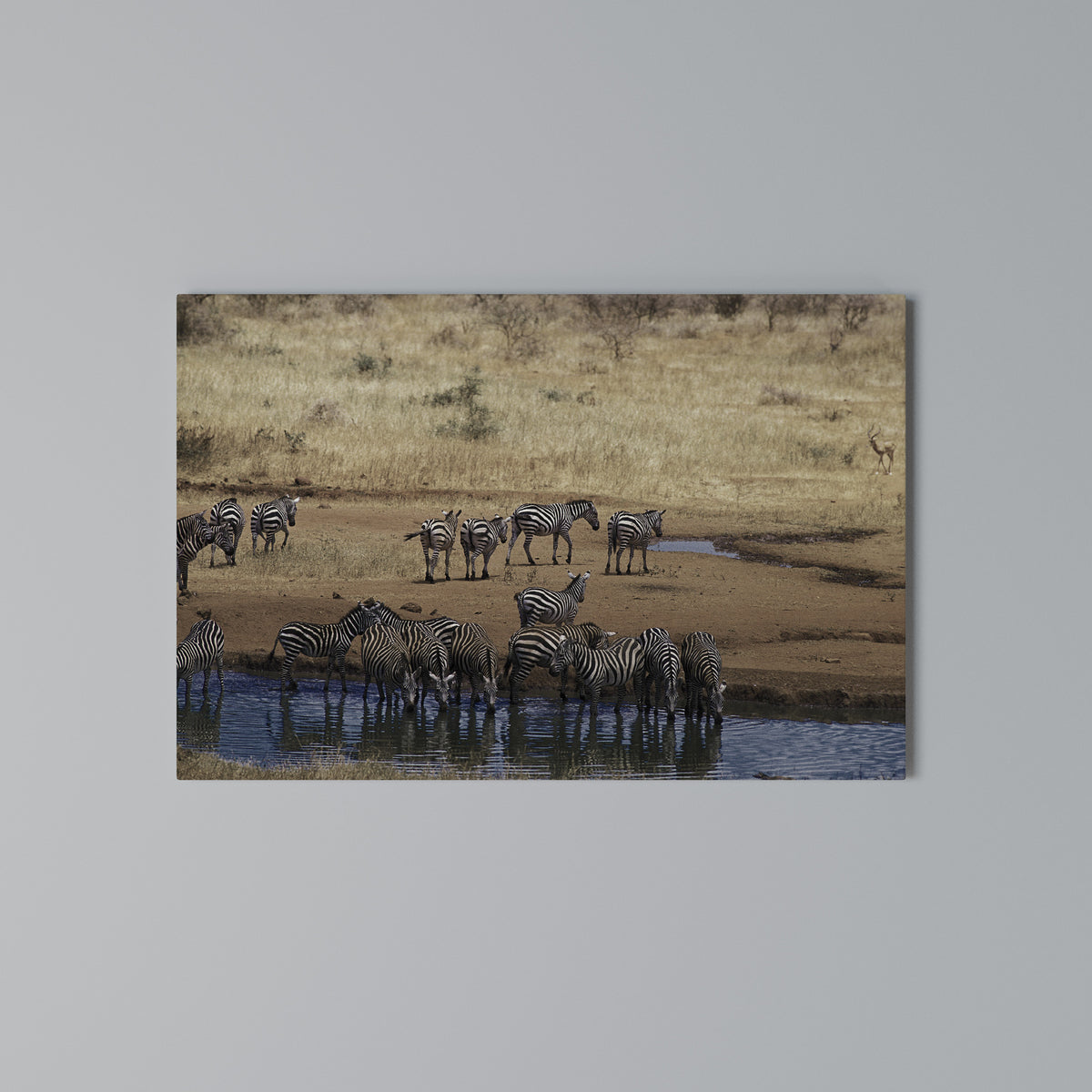 THE ZEBRA HARMONY Cuadro en lienzo horizontal