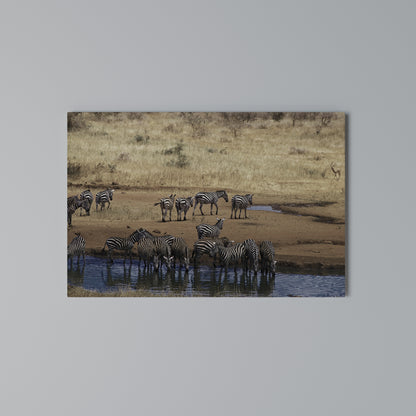 THE ZEBRA HARMONY Cuadro en lienzo horizontal