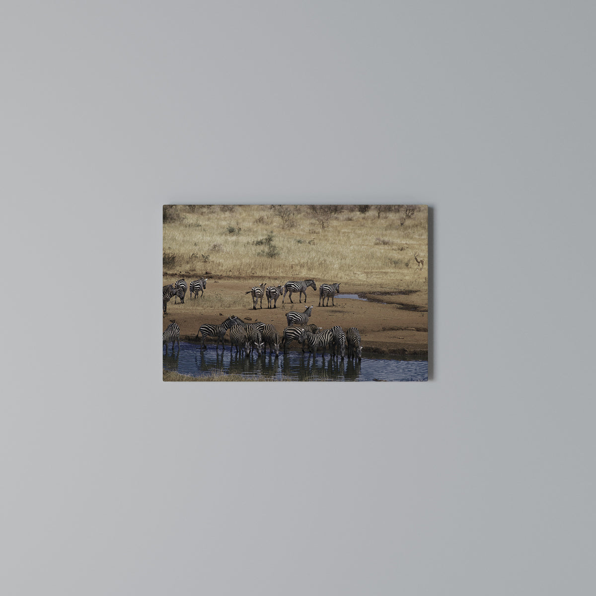 THE ZEBRA HARMONY Cuadro en lienzo horizontal
