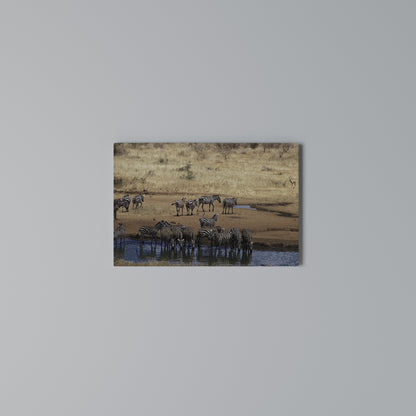 THE ZEBRA HARMONY Cuadro en lienzo horizontal