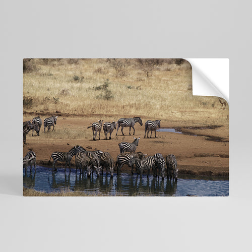 THE ZEBRA HARMONY Póster adhesivo horizontal