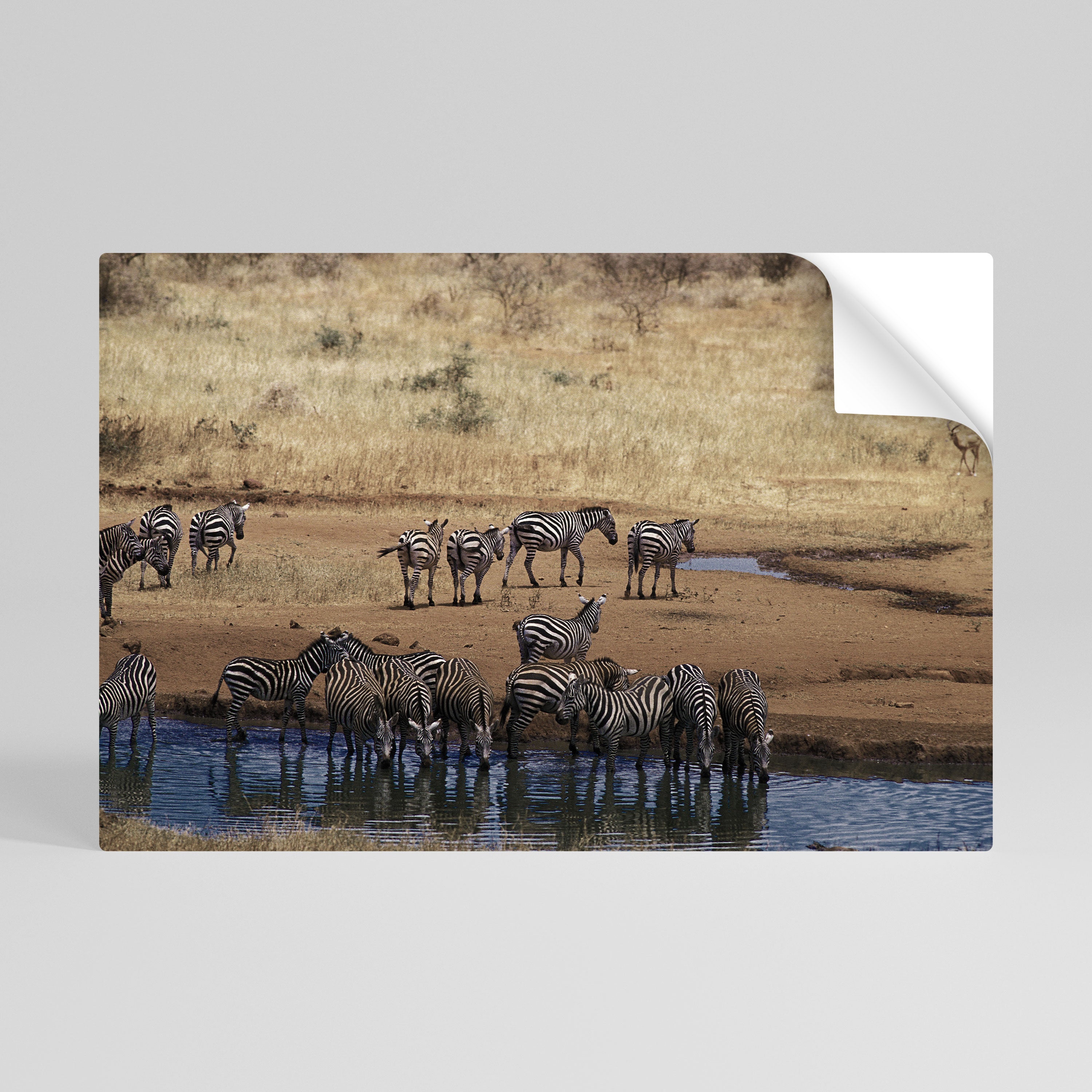 THE ZEBRA HARMONY Póster adhesivo horizontal