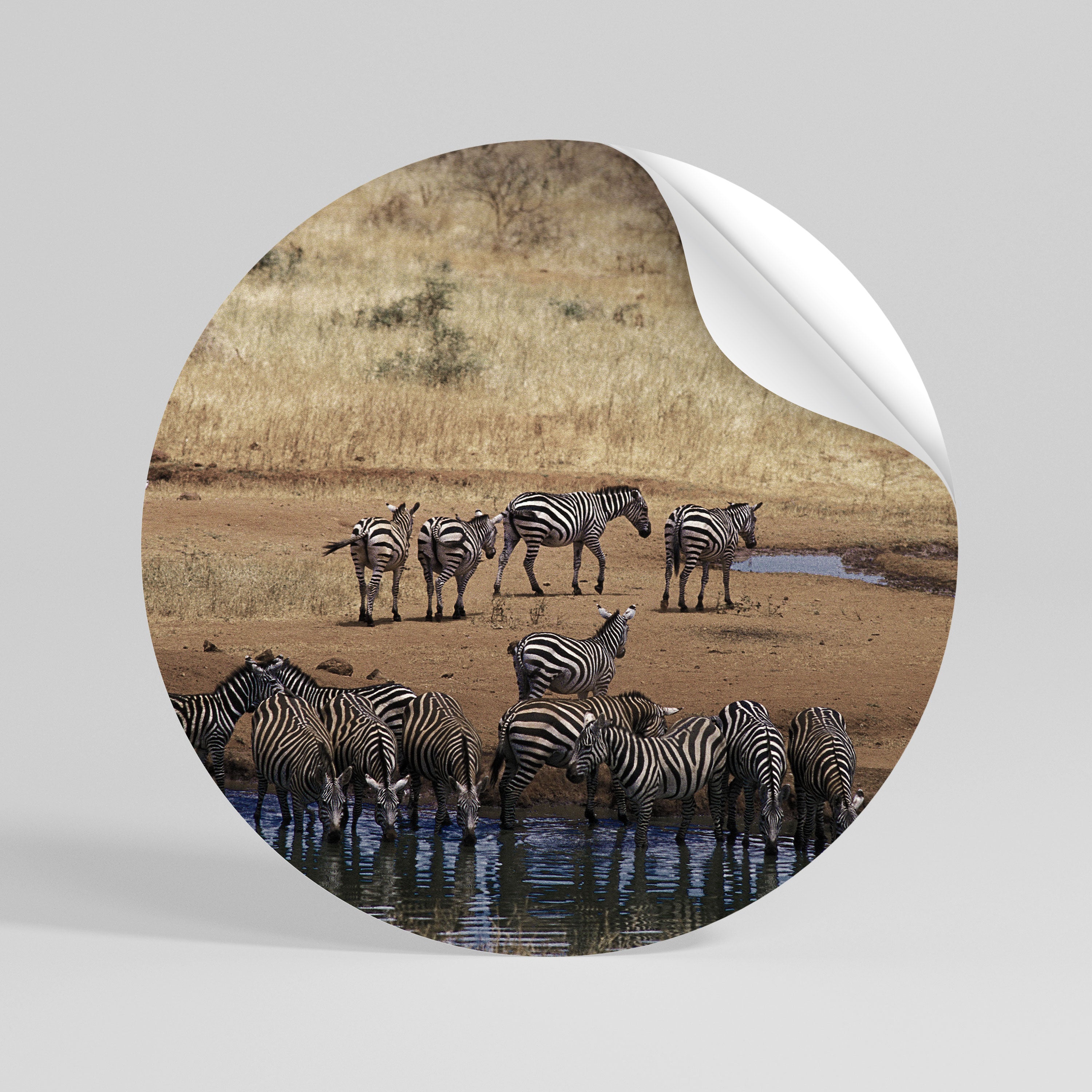 THE ZEBRA HARMONY Peel and Stick Round Sticker